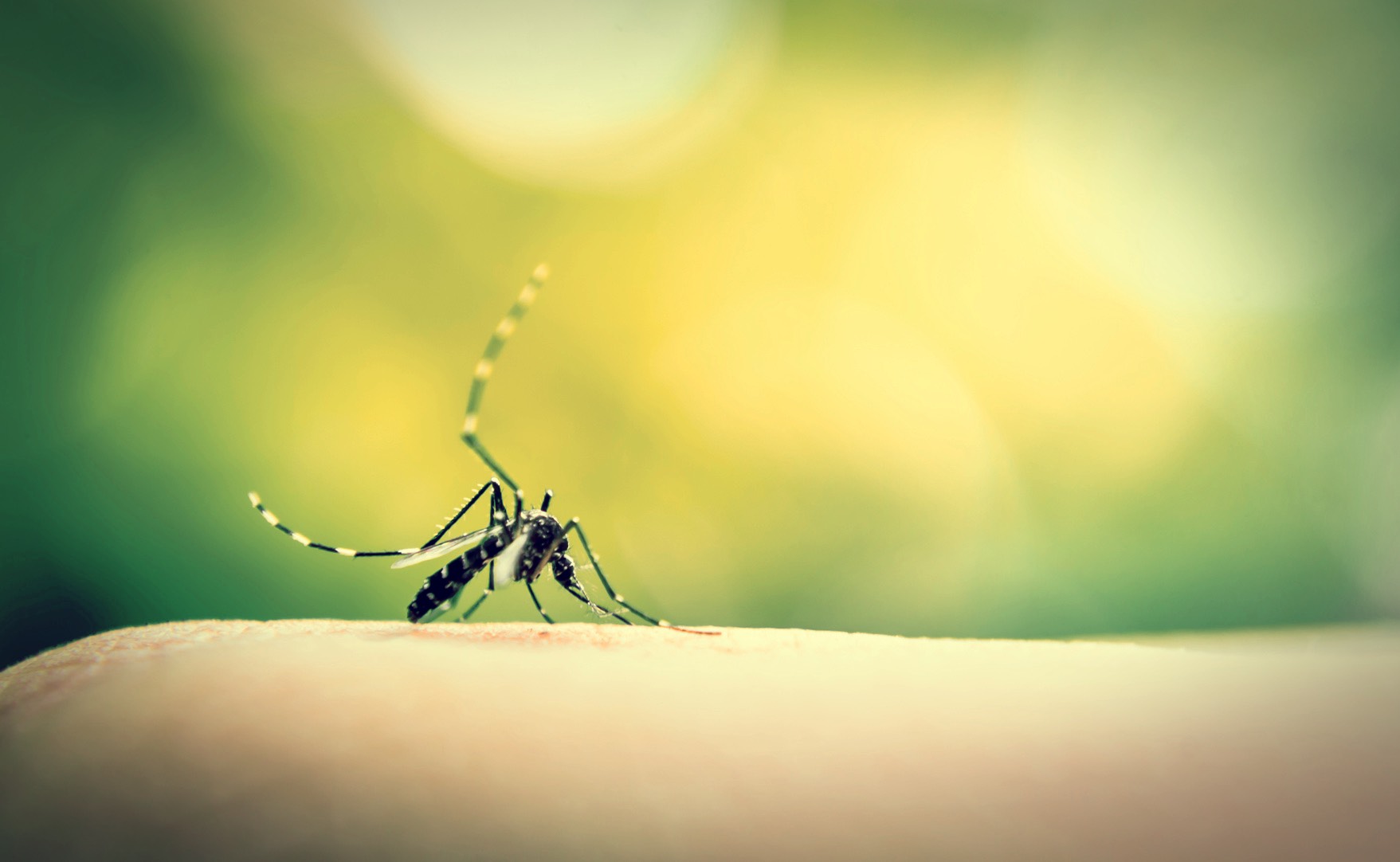 Tips to Avoid Zika Infected Mosquitoes